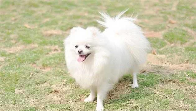 把握以下要点，分辨博美犬和银狐犬，其实不难！
