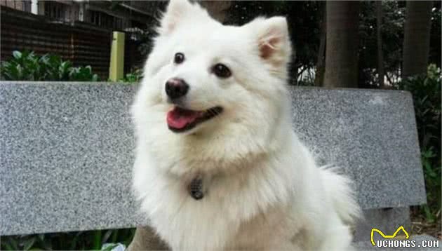把握以下要点，分辨博美犬和银狐犬，其实不难！