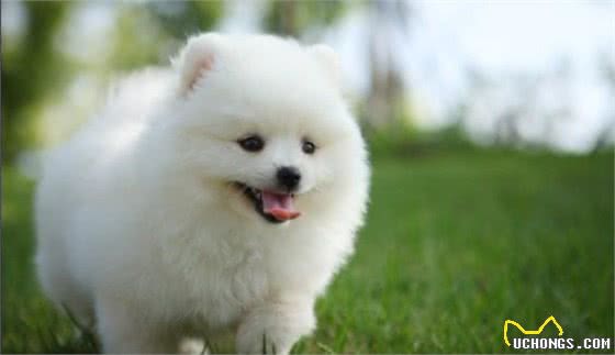 把握以下要点，分辨博美犬和银狐犬，其实不难！