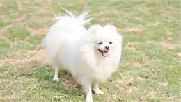 把握以下要点，分辨博美犬和银狐犬，其实不难！