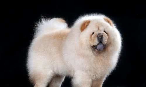 宠物犬的种类宠物狗一共有一百多种