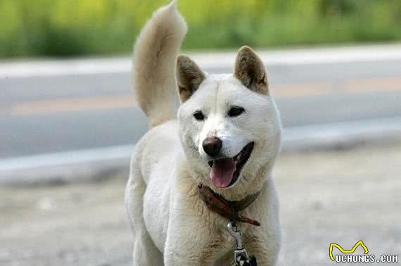 韩国名犬珍岛犬，中国网友：这不是我们的土狗么？