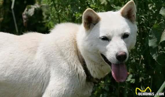韩国名犬珍岛犬，中国网友：这不是我们的土狗么？
