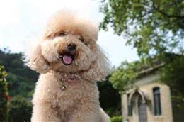 泰迪犬到底长多大？
