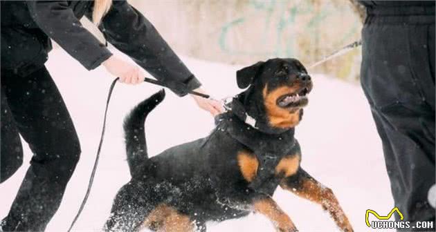 罗威纳犬这6个缺陷，让人很“揪心”，你家狗狗占几个？