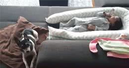 看看这十种聪明狗狗们是如何照顾宝宝的，你更喜欢谁？