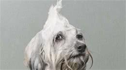 在家里给狗狗洗澡需要注意什么