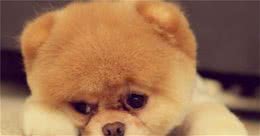 博美犬好养吗？