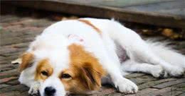 别猜了：狗狗出现这些问题，都是缺钙“惹”来的