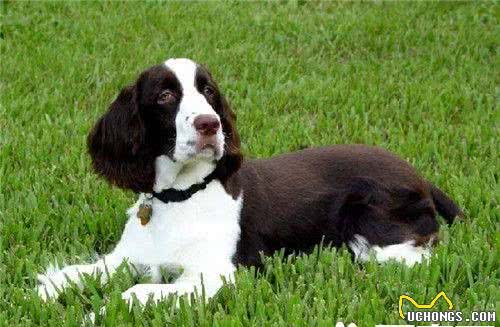 史宾格犬的品相史宾格犬的基本形态特点