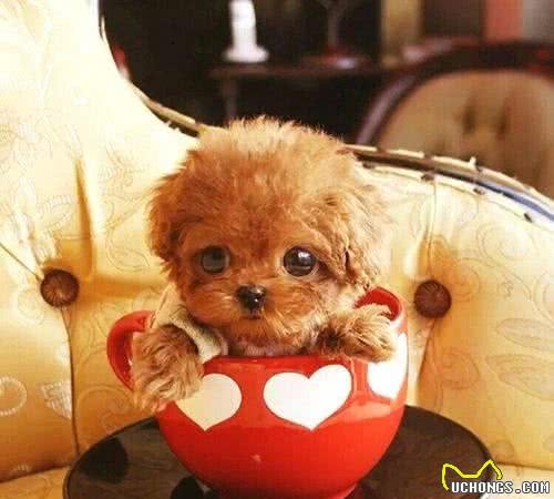 茶杯犬的饲养知识！