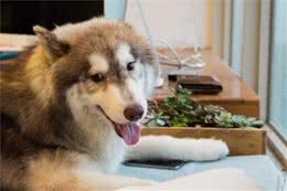 狗狗整天盯着你看，但你仔细察看过它吗？难怪察觉不到狗的异常