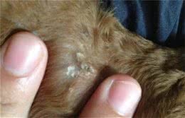 犬只皮肤病之螨虫的治疗