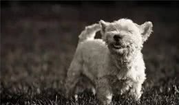 8个训狗口令让狗狗更酷炫