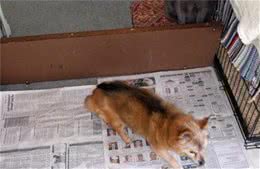 训犬失败的主人，很多都犯了一个错误：误以为偶尔是成功