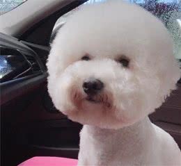 狗狗身上有异味，通常是哪几种情况？