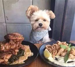面对美食诱惑狗狗应当对哪些食物sayno？