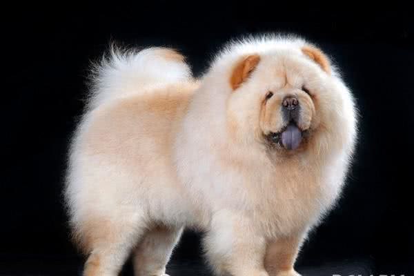 第一次饲养松狮犬应当知道的10个常见问题
