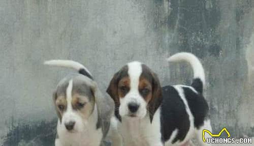 宠物走丢寻找有它们就能够了，世界优秀猎犬十大排名！