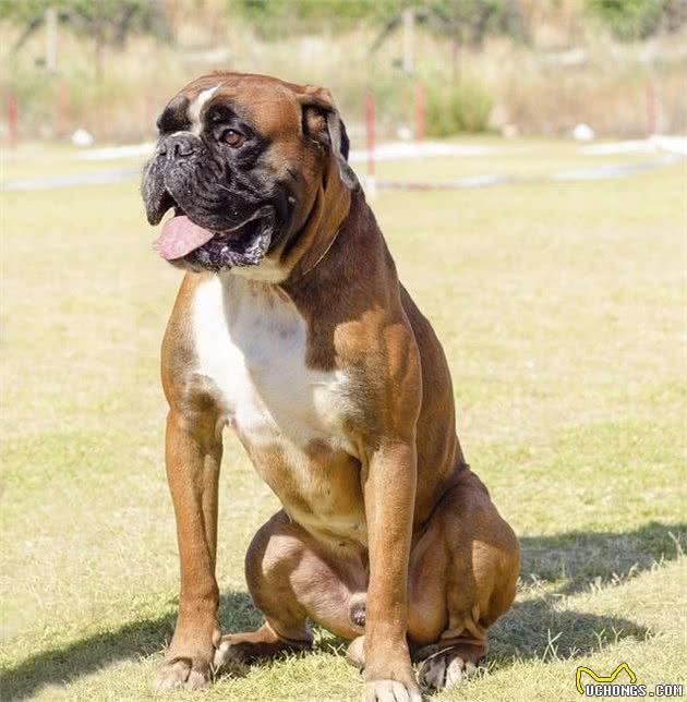 微笑的拳击手—拳师犬