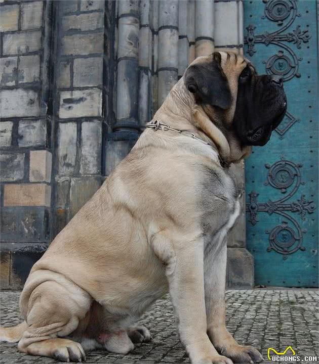 它是欧洲的獒王，被远古的巴比伦人视为珍宝，世界獒犬的先祖