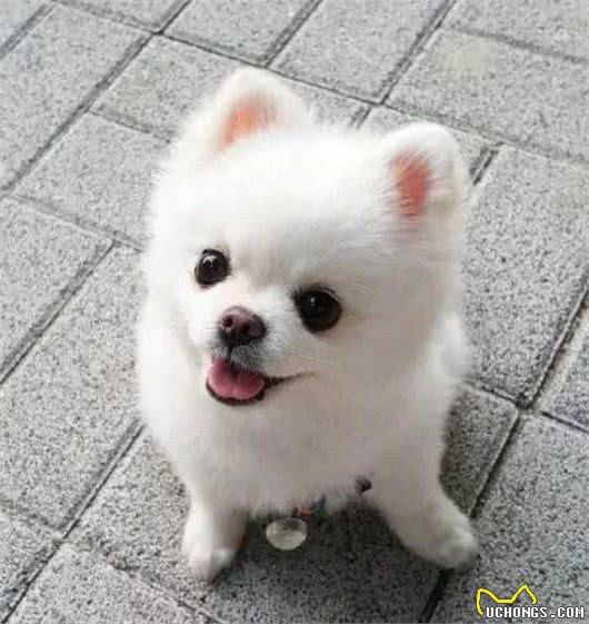 博美犬很可爱，但它身上的4个缺陷，很多人都表示受不了