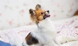 为什么养蝴蝶犬的人越来越少？养过的人给你揭露真相