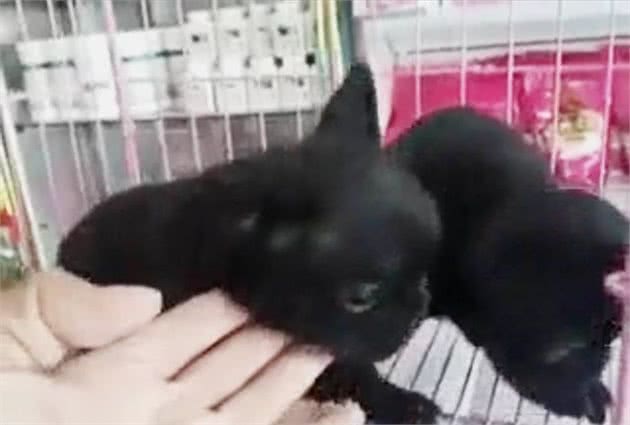 “征集爱狗人免费领养幼犬”骗局?