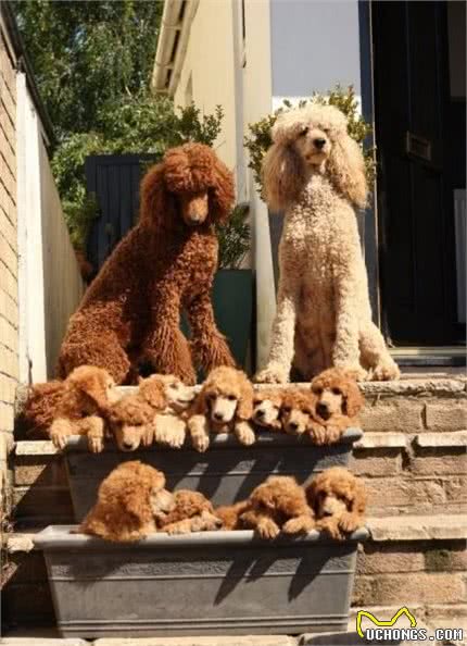 养育幼犬（0到7周），给它找一个合适的家