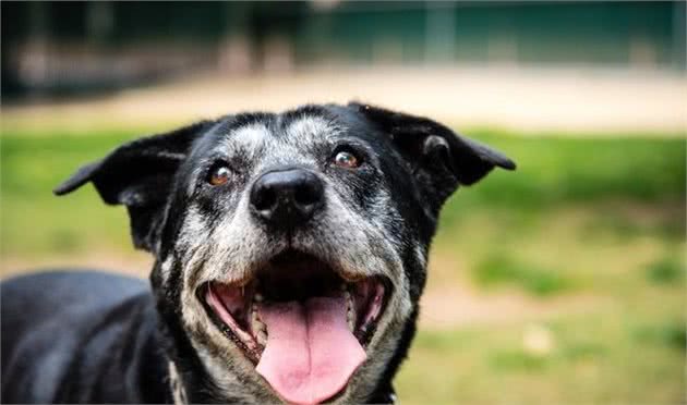 老年犬身体很脆弱，主人要避开这4个护理误区，否则它很容易受伤