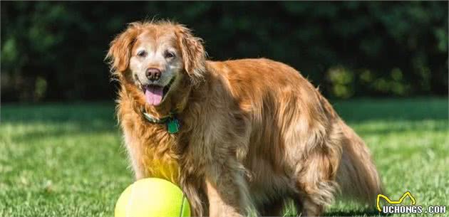 老年犬身体很脆弱，主人要避开这4个护理误区，否则它很容易受伤