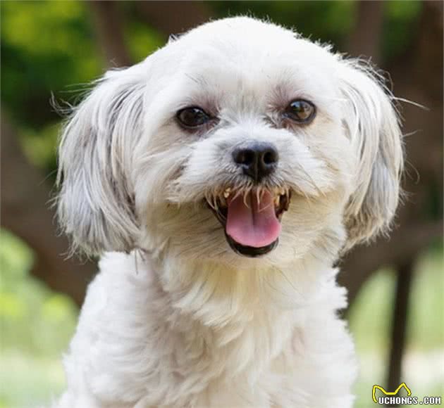 老年犬身体很脆弱，主人要避开这4个护理误区，否则它很容易受伤