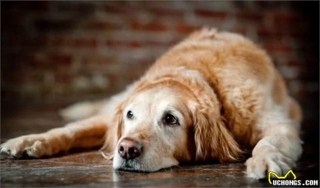 老年犬身体很脆弱，主人要避开这4个护理误区，否则它很容易受伤