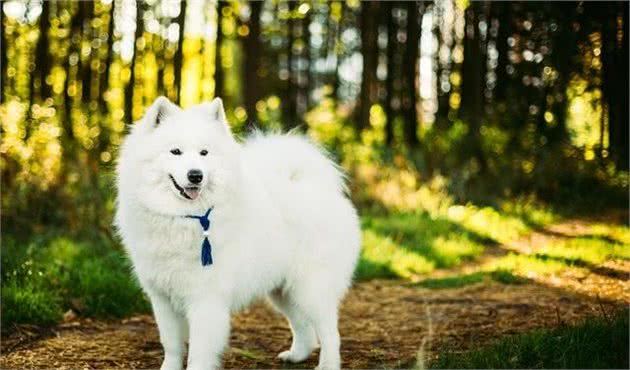 萨摩耶犬的日常管理，铲屎官们快快get起来