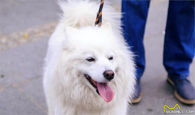 萨摩耶犬的日常管理，铲屎官们快快get起来