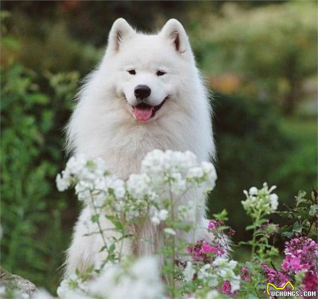 萨摩耶犬的日常管理，铲屎官们快快get起来