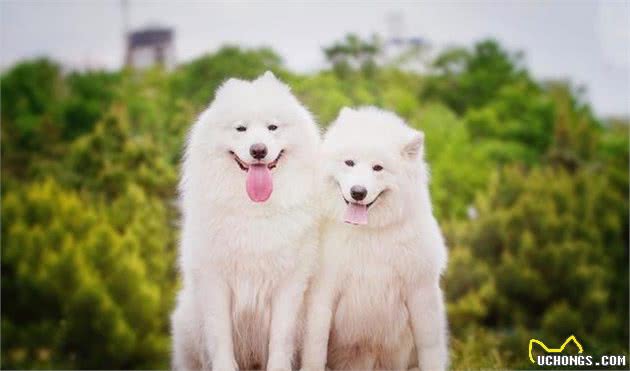 萨摩耶犬的日常管理，铲屎官们快快get起来