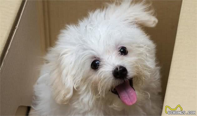 萨摩耶犬的日常管理，铲屎官们快快get起来