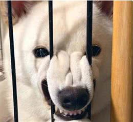 柯基犬爱上笼子？铲屎官意外发现狗狗的特殊行为，差点被吓坏