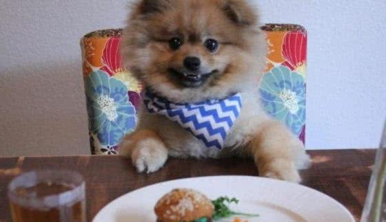 在博美犬眼里，这5种食物，才是它的“最爱”！