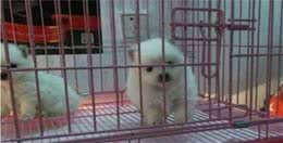狗狗关在笼子，不停繁殖，看哭救援人员！