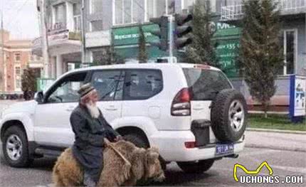 养只哈士奇犬你就苦叫连天，看看战斗民族养的宠物吧！