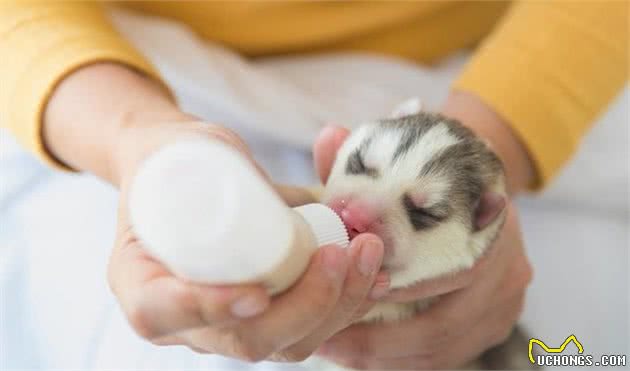 如何正确给犬喂食羊奶粉？把握这几个小诀窍