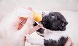 如何正确给犬喂食羊奶粉？把握这几个小诀窍