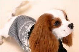 查理士王小猎犬的喂食要点要有适量的肉类