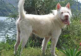 世界上最有猎性的狗是哪一个品种呢？中华名猎下司犬为国争光