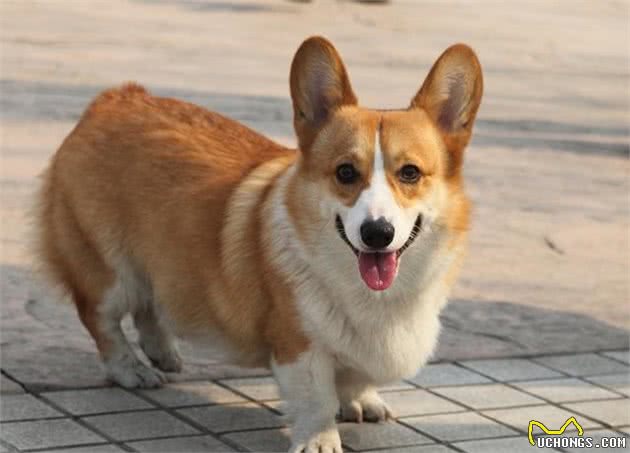 浓缩的就是精华—彭布罗克威尔士柯基犬