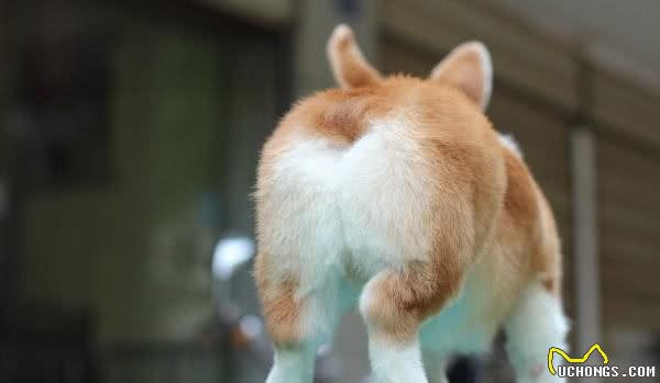 浓缩的就是精华—彭布罗克威尔士柯基犬