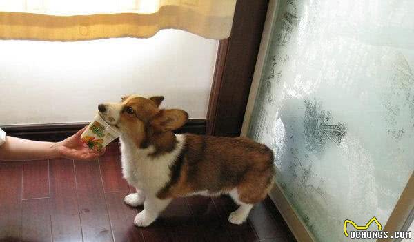 浓缩的就是精华—彭布罗克威尔士柯基犬