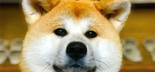 日本不光有柴犬和秋田,这类狗继承了狼血,全球仅剩300只!